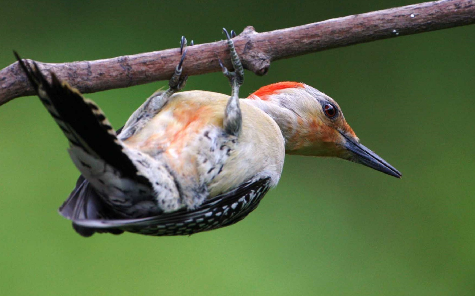 Met welke vogel is de eigenschap vasthoudendheid verbonden