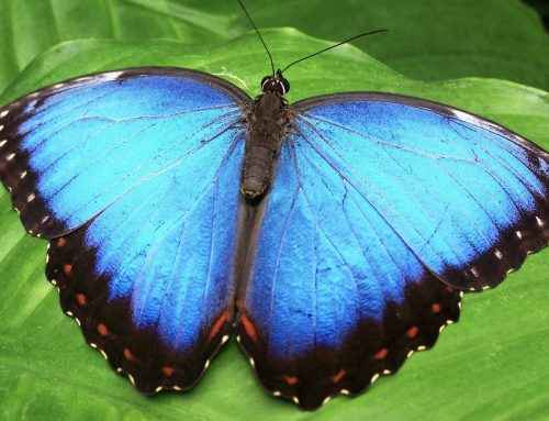 Spirituele betekenis vlinder