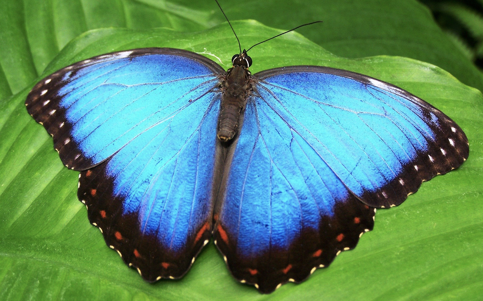 Spirituele betekenis vlinder