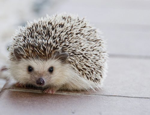 Egel in de tuin betekenis