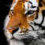Spirituele betekenis tijger