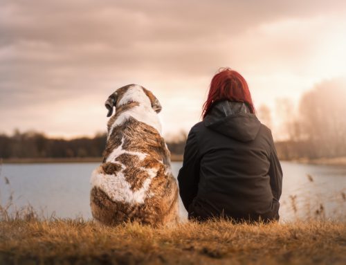 Spirituele betekenis Hond