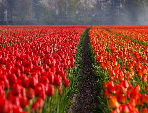 Waar staan rode tulpen symbool voor