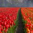 Waar staan rode tulpen symbool voor