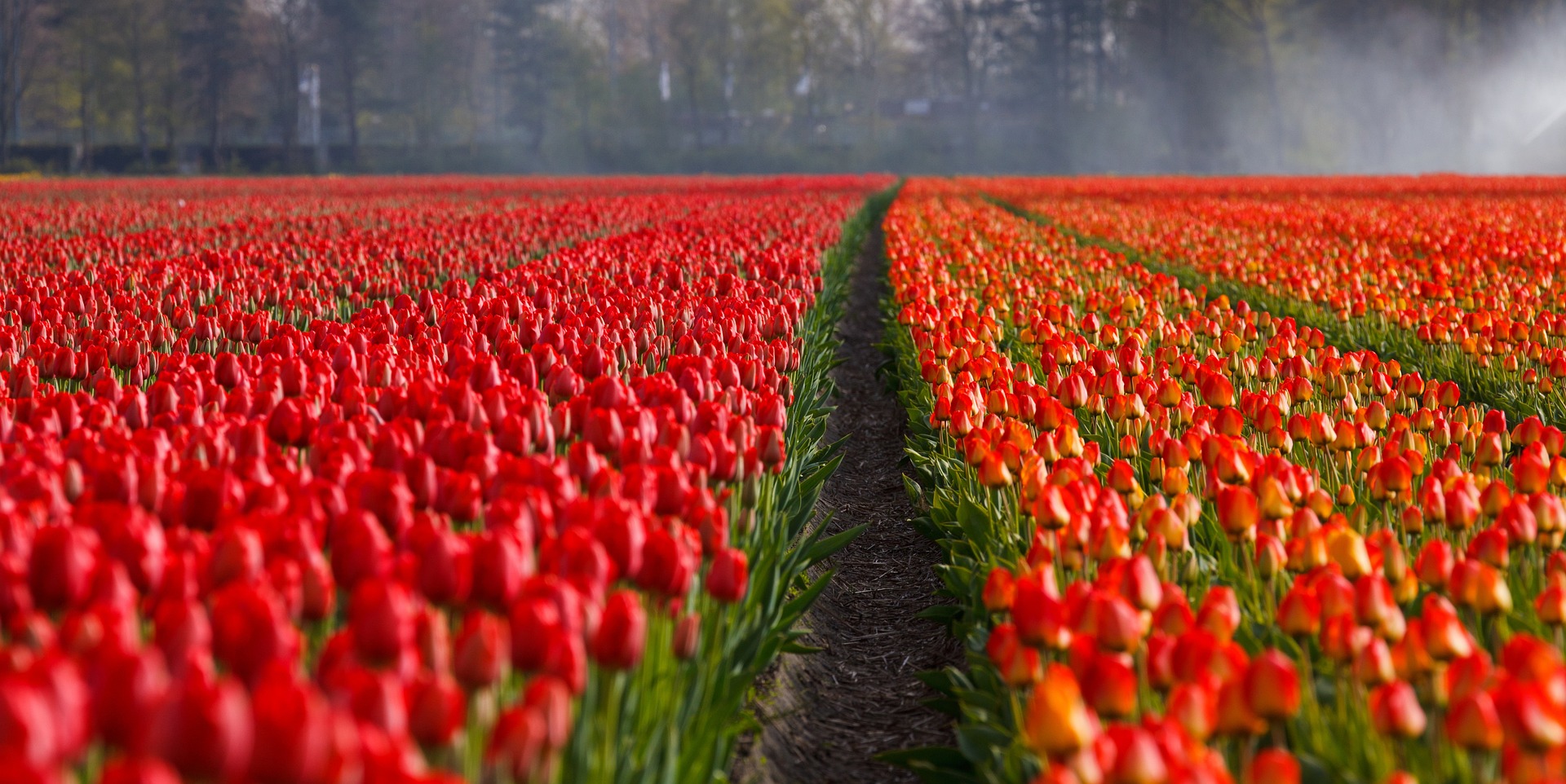 Waar staan rode tulpen symbool voor